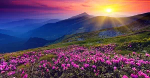 Sunset over a mountain landscape with a field of vibrant pink wildflowers in the foreground, under a dramatic purple and orange sky.